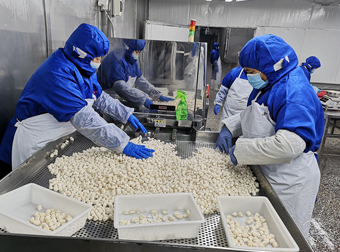生食用小柱