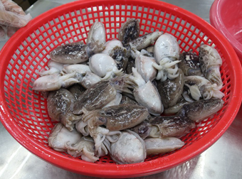 原料