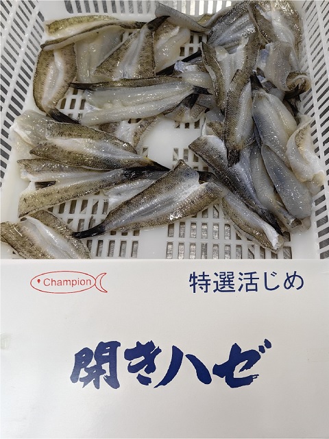 開きハゼ