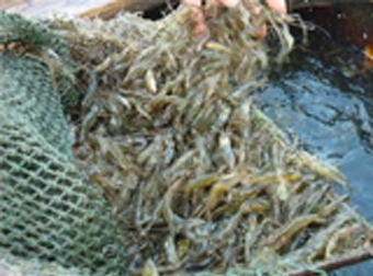 かわえび原料（湖の船上）